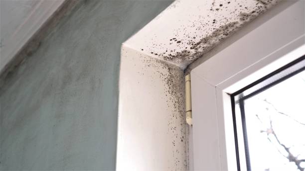 Best Residential Mold Removal  in Stacy, MN