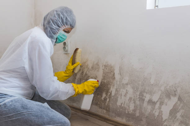 Best Mold Remediation  in Stacy, MN
