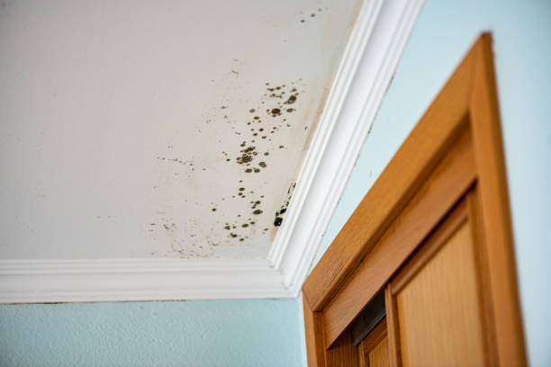 Best Local Mold Removal Service  in Stacy, MN