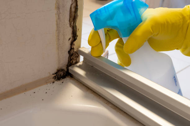 Best Same-Day Mold Removal  in Stacy, MN