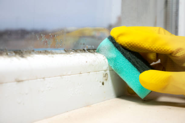 Certified Mold Removal in Stacy, MN