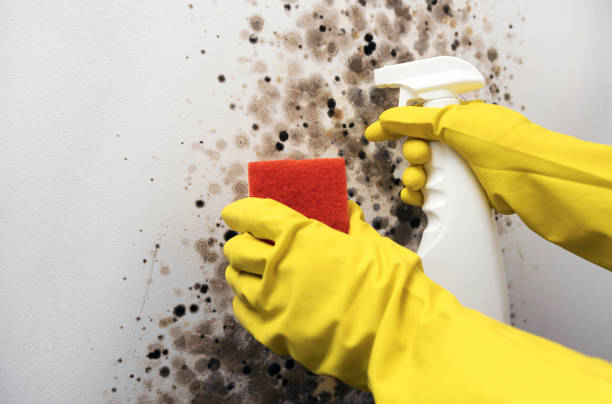 Best Crawl Space Mold Removal  in Stacy, MN