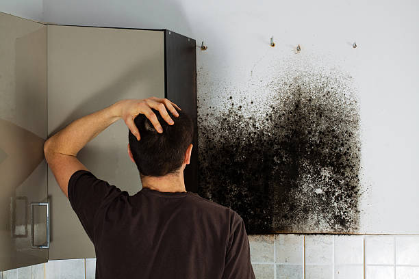 Best Best Mold Removal Companies  in Stacy, MN
