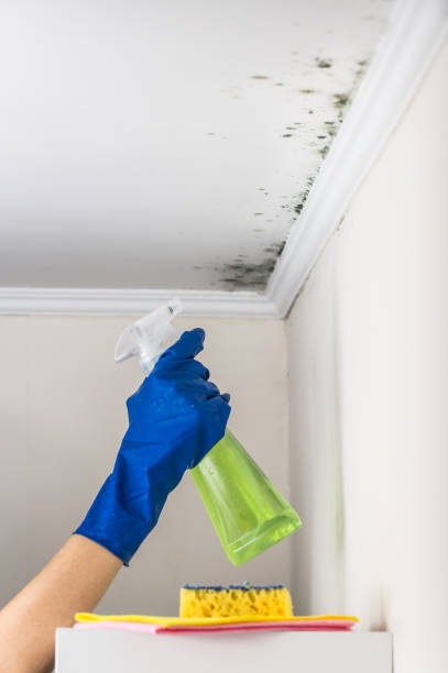 Best Professional Mold Removal  in Stacy, MN