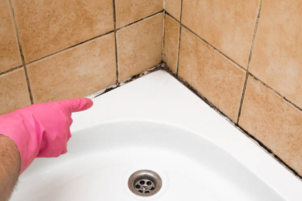 Mold Removal and Inspection in Stacy, MN